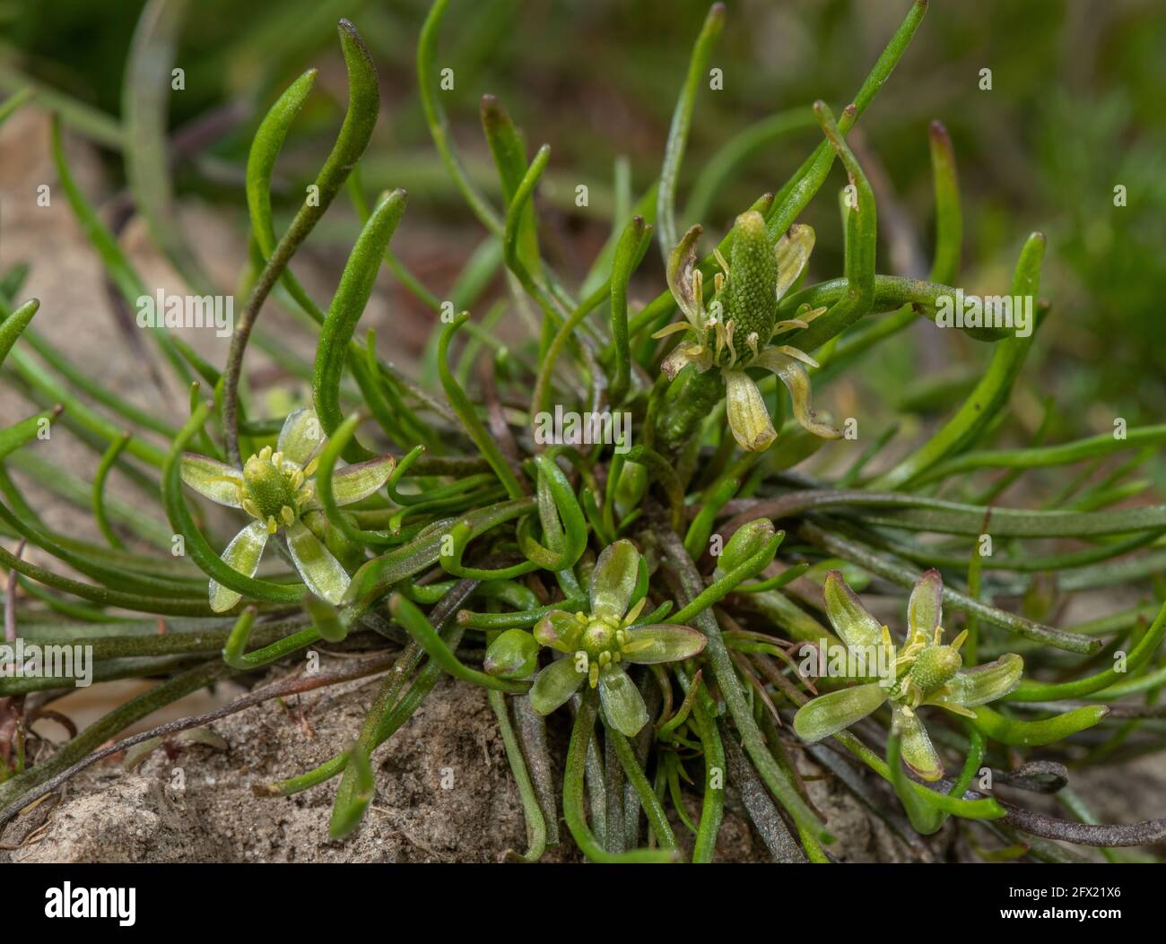 Mousetail, Myosurus minimus, en fleur dans la ferme boueuse porte, Hampshire. Banque D'Images