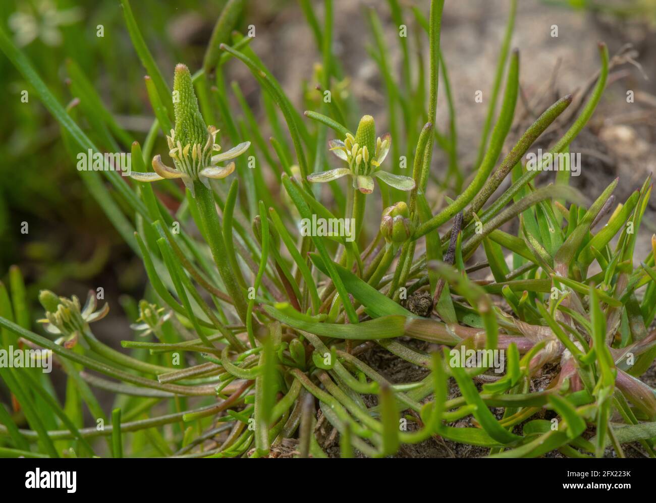 Mousetail, Myosurus minimus, en fleur dans la ferme boueuse porte, Hampshire. Banque D'Images