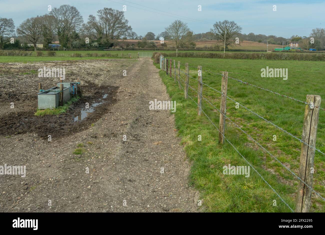 Piste piétinée et porte d'entrée dans la Nouvelle forêt - site pour Mousetail, Myosurus minimus. Hampshire. Banque D'Images