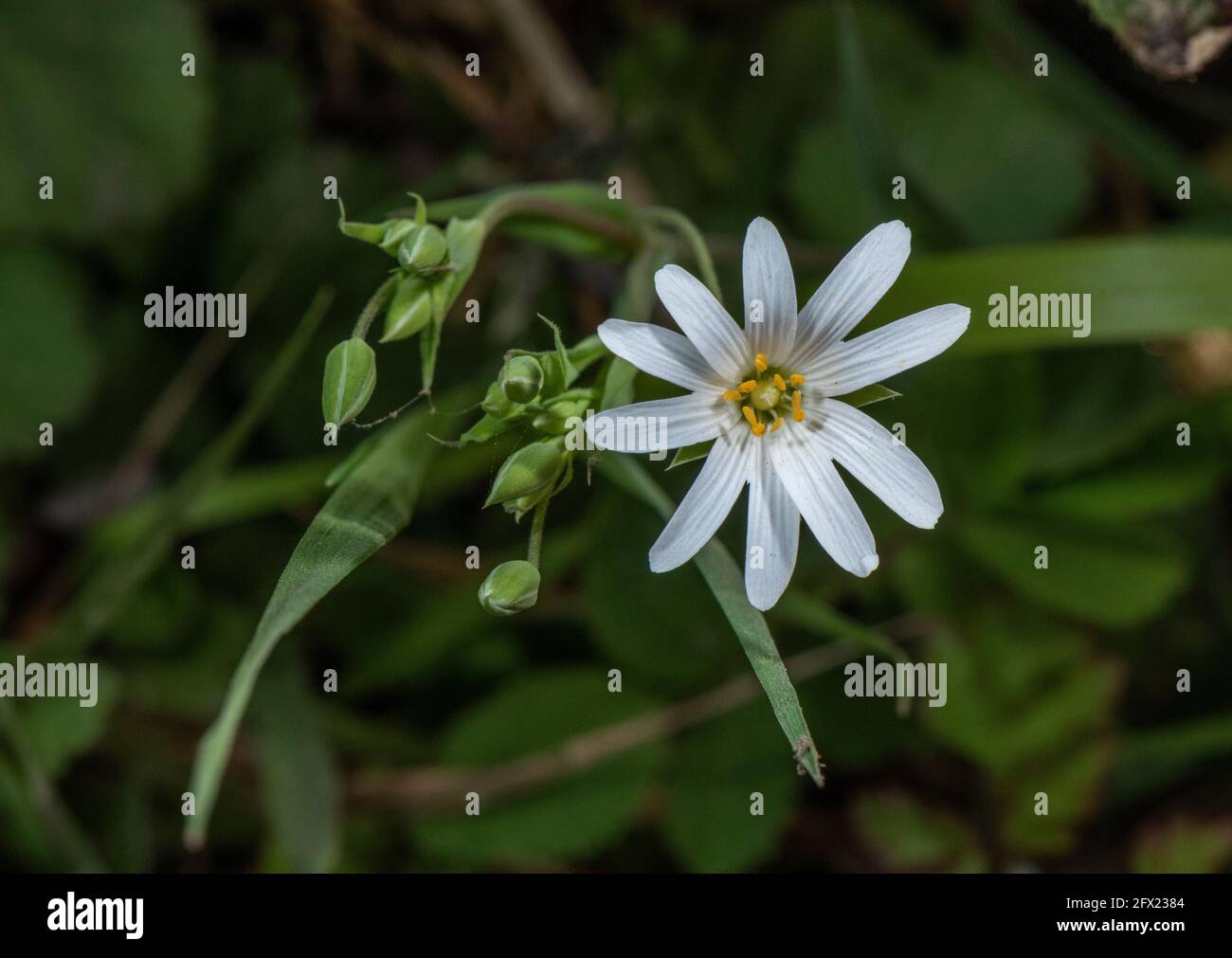 Plus grande millepertuis, Stellaria holostea, (= Rabelera holostea) en fleur au printemps. Banque D'Images