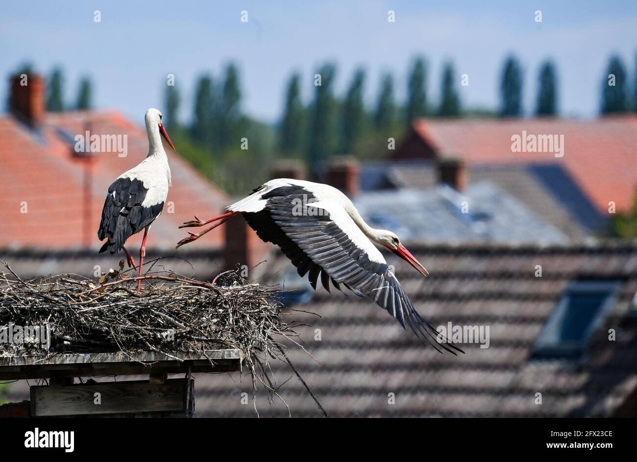 19 mai 2021, Brandebourg, Rühstädt : deux cigognes blanches dans leur eyrie, dans le village de cigognes de Rühstädt, dans la région de Prignitz, dans le paysage de l'Elbe-Brandebourg Réserve de biosphère de l'UNESCO. Rühstädt, l'une des plus grandes colonies de cigognes d'Europe centrale, porte le titre de « village de cigognes européen ». Photo: Jens Kalaene/dpa-Zentralbild/ZB Banque D'Images