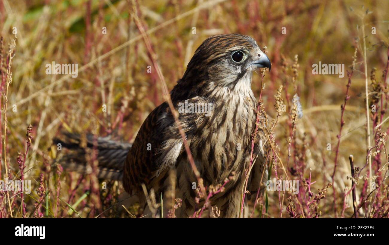 (210525) -- HULUN BUIR, 25 mai 2021 (Xinhua) -- la photo prise le 17 mai 2020 montre un kestrel au lac Hulun à Hulun Buir, dans la région autonome de la Mongolie intérieure, au nord de la Chine. À DÉCOUVRIR : à travers la Chine : lac d'eau douce autrefois en pleine végétation, vitalité des régins (Hulun Buir Daily/Handout via Xinhua) Banque D'Images