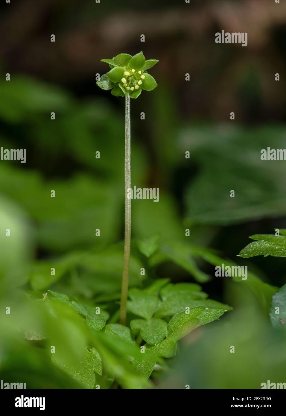Moschatel, Adoxa moschatellina, en fleur dans les bois calcaires, Dorset. Banque D'Images