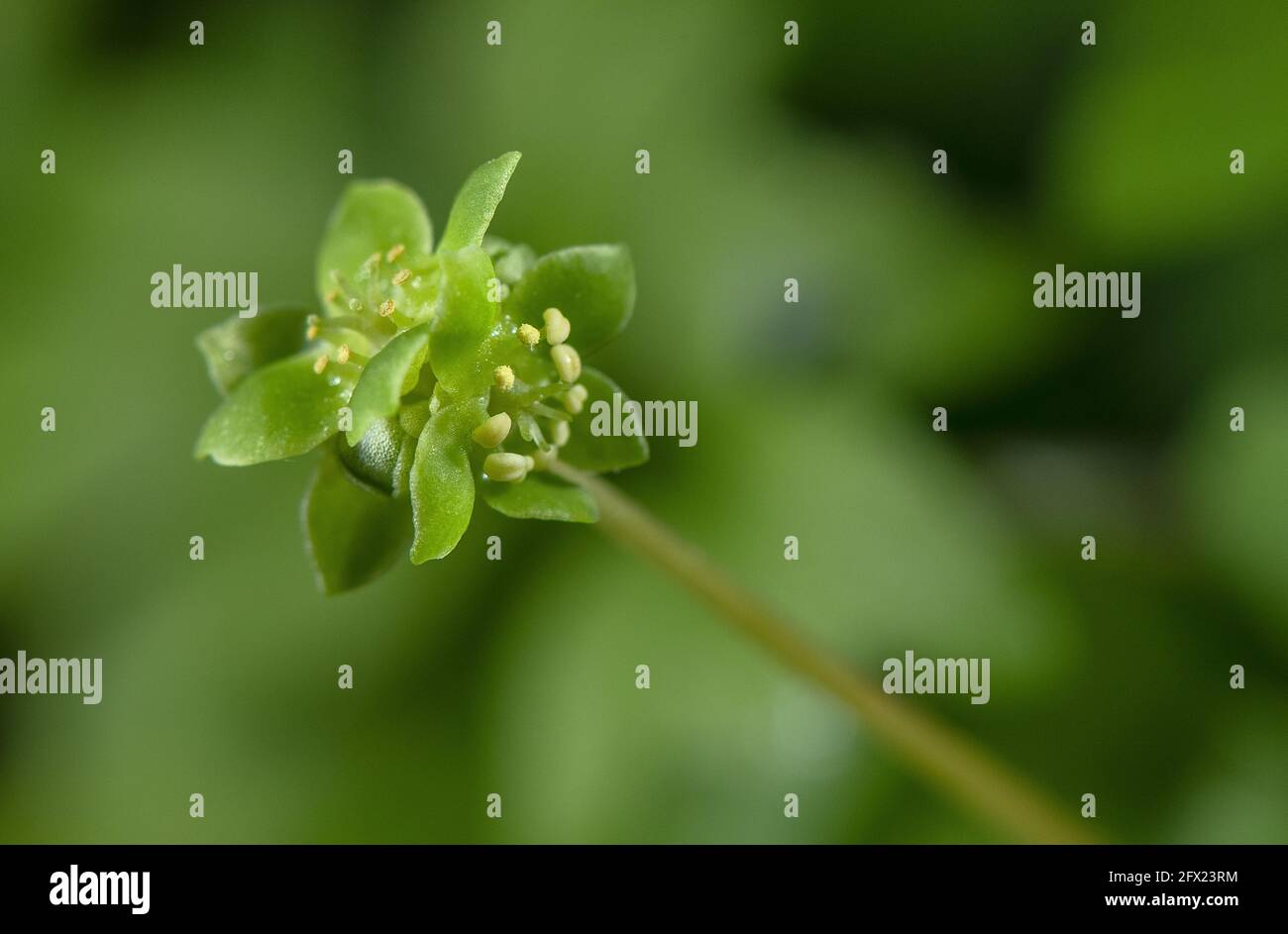 Moschatel, Adoxa moschatellina, en fleur dans les bois calcaires, Dorset. Banque D'Images