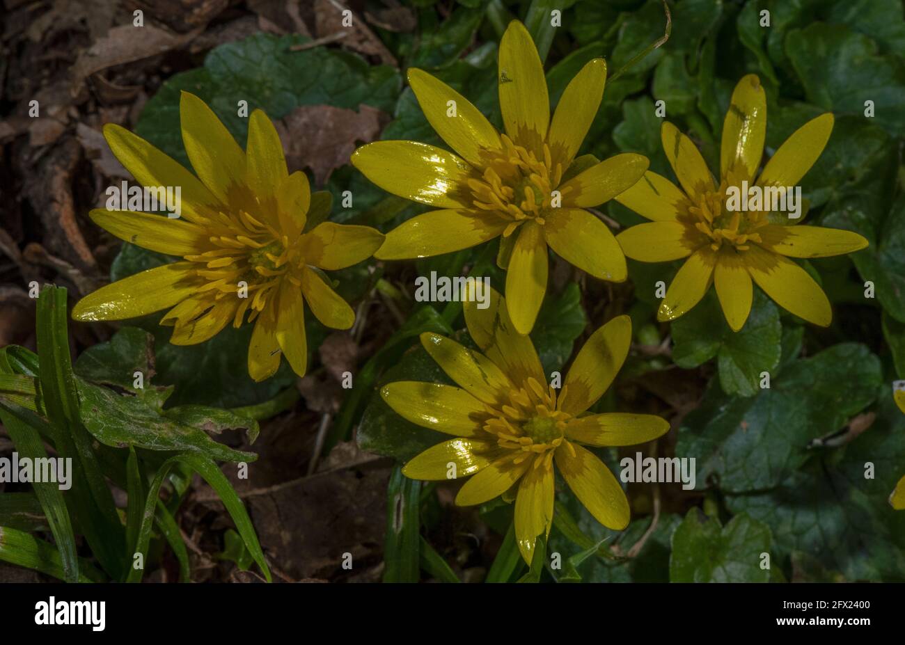 Moins de celandine , Ficaria verna, en fleur dans les bois. Banque D'Images