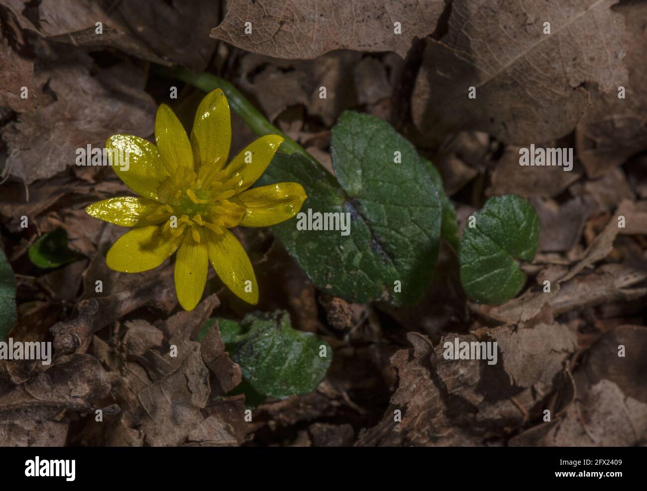 Moins de celandine , Ficaria verna, en fleur dans les bois. Banque D'Images