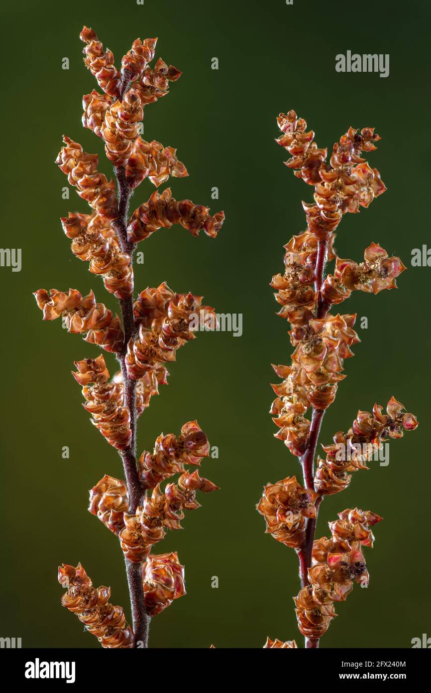 Fleurs mâles de la tourbière de la myrte de Myrica, au début du printemps; région de boggy, Nouvelle forêt. Banque D'Images