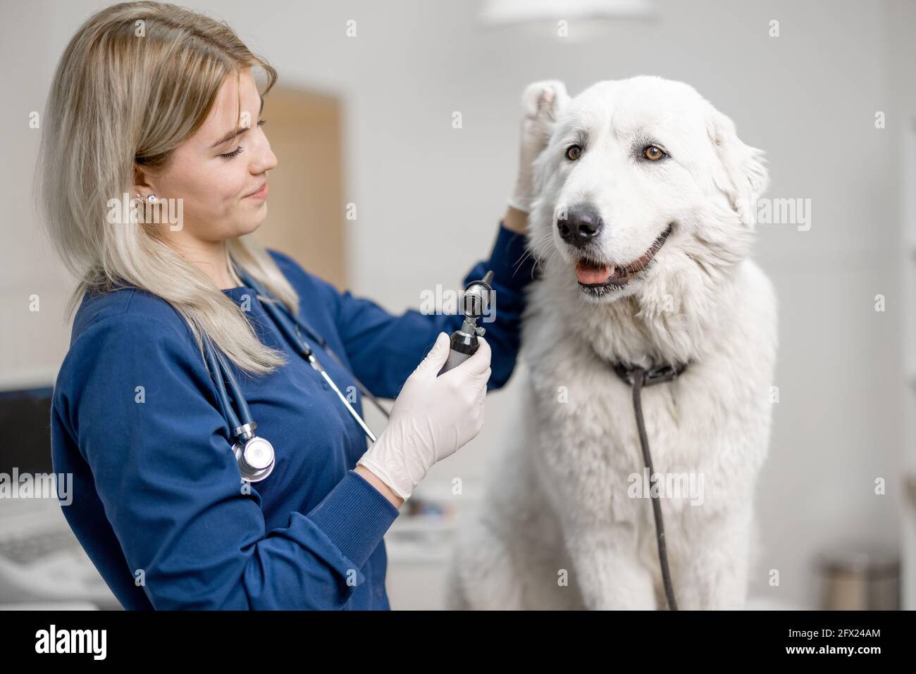 Conduit auditif chien Banque de photographies et d’images à haute résolution Alamy
