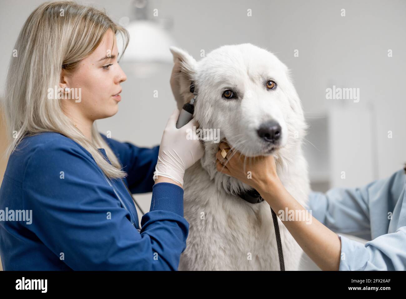 Conduit auditif chien Banque de photographies et d’images à haute résolution Alamy
