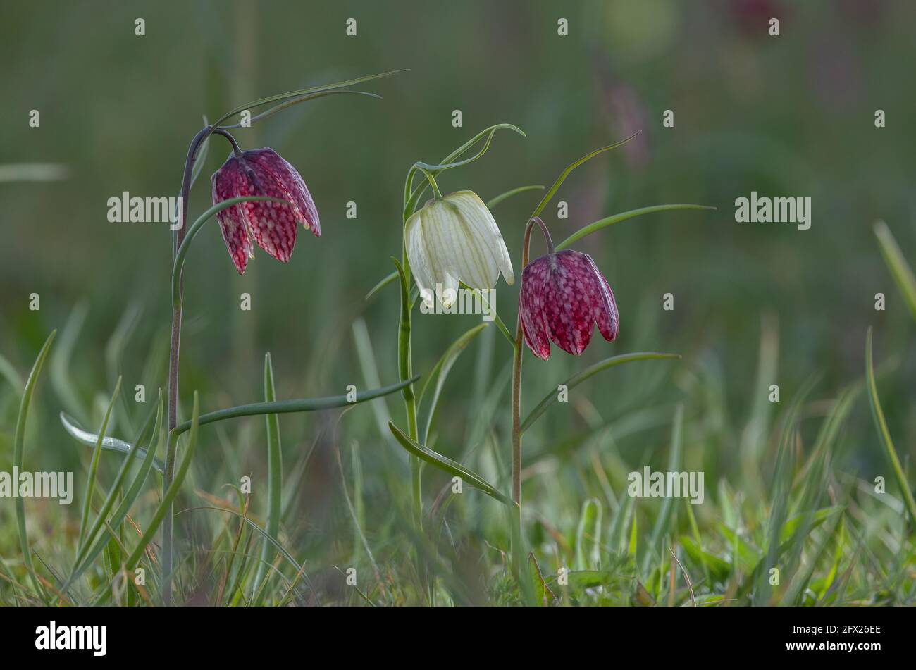 Fritilaria meleagris, dont la forme blanche, fleurit dans les prairies de plaine inondable, Wiltshire. Banque D'Images