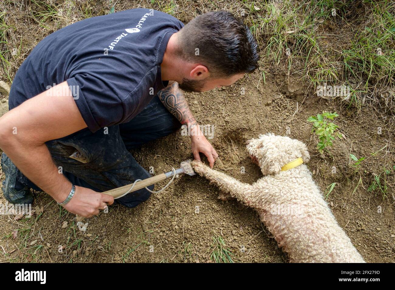 Un chien d'eau spécialement formé pour sniff truffes indique où ils se trouvent en les rayant et en les reposant sur le sol pour le chasseur de les creuser Banque D'Images