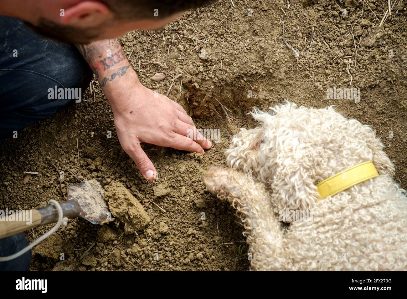 Un chien d'eau spécialement formé pour sniff truffes indique où ils se trouvent en les rayant et en les reposant sur le sol pour le chasseur de les creuser Banque D'Images