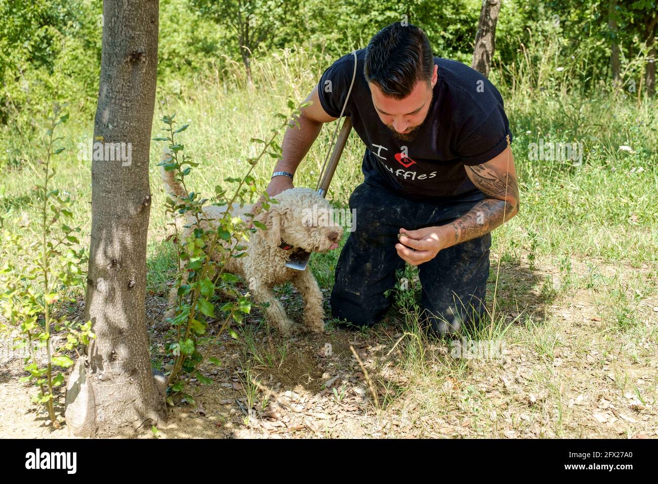 Un chien d'eau spécialement formé pour sniff truffes indique où ils se trouvent en les rayant et en les reposant sur le sol pour le chasseur de les creuser Banque D'Images
