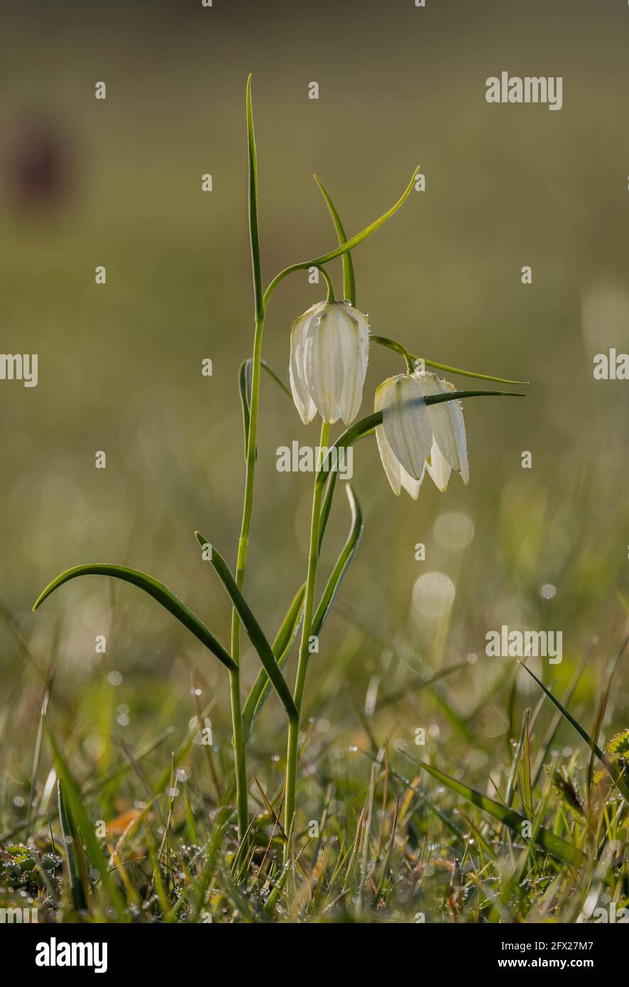 Forme blanche de Fritillaire ou fritillaire à tête de serpent, Fritilaria meleagris, floraison dans les prairies de plaine inondable, Wiltshire. Banque D'Images