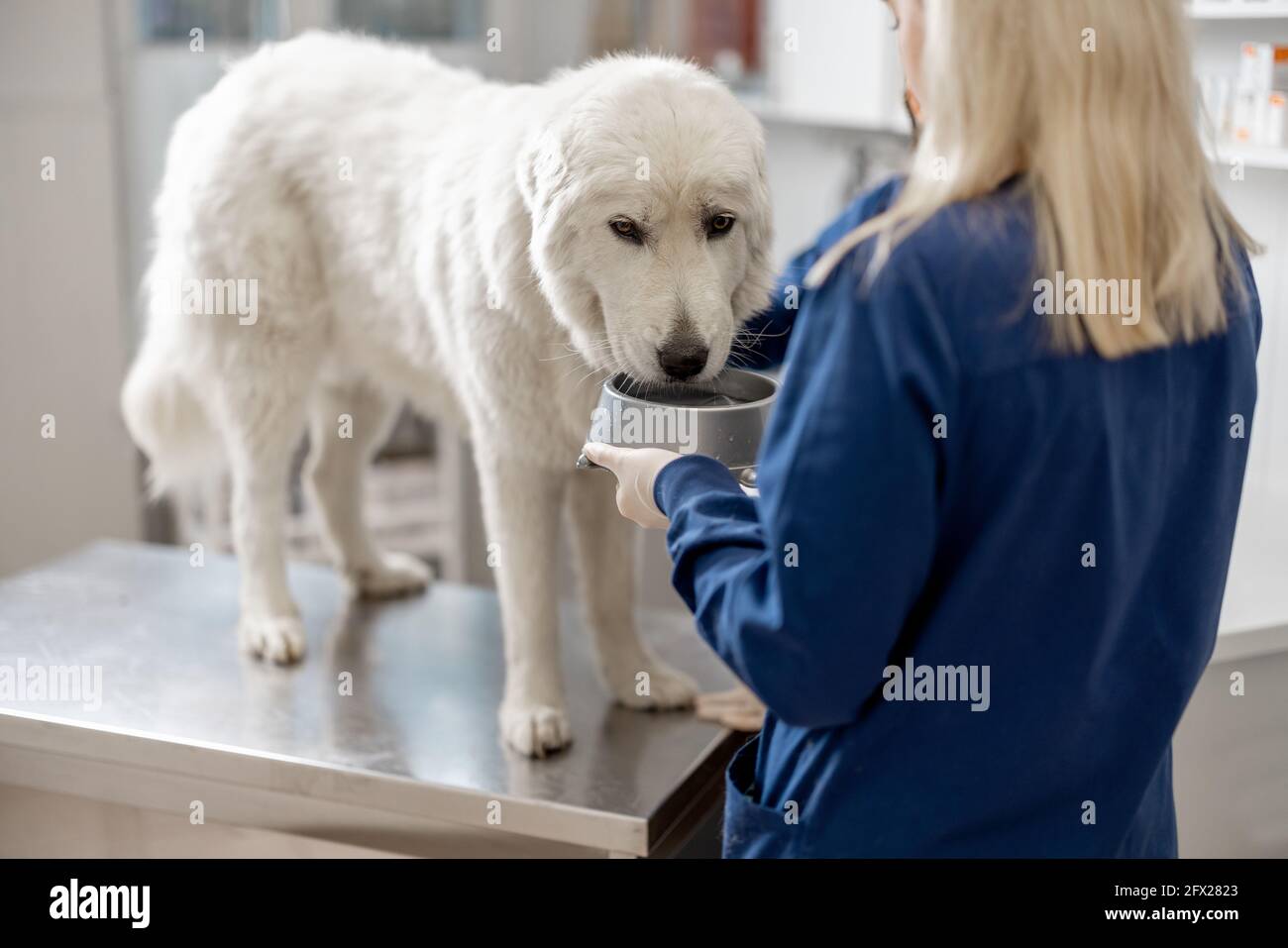 Grand chien blanc buvant une eau de la plaque de chien tout en se tenant à la table d'examen avec le médecin à la clinique vétérinaire avant les examens et la procédure. Les amoureux des animaux et le soin des animaux. Banque D'Images