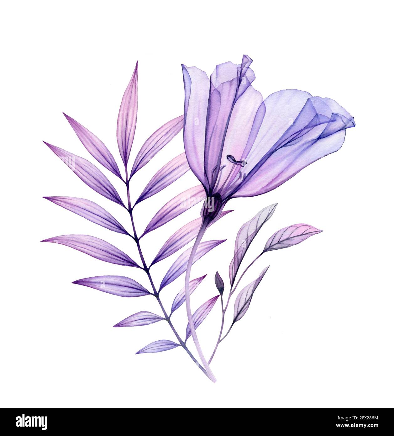 Bouquet de lisianthus aquarelle. Œuvres d'art peintes à la main avec fleur  violette transparente et feuilles tropicales violettes isolées sur blanc.  Botanique Photo Stock - Alamy