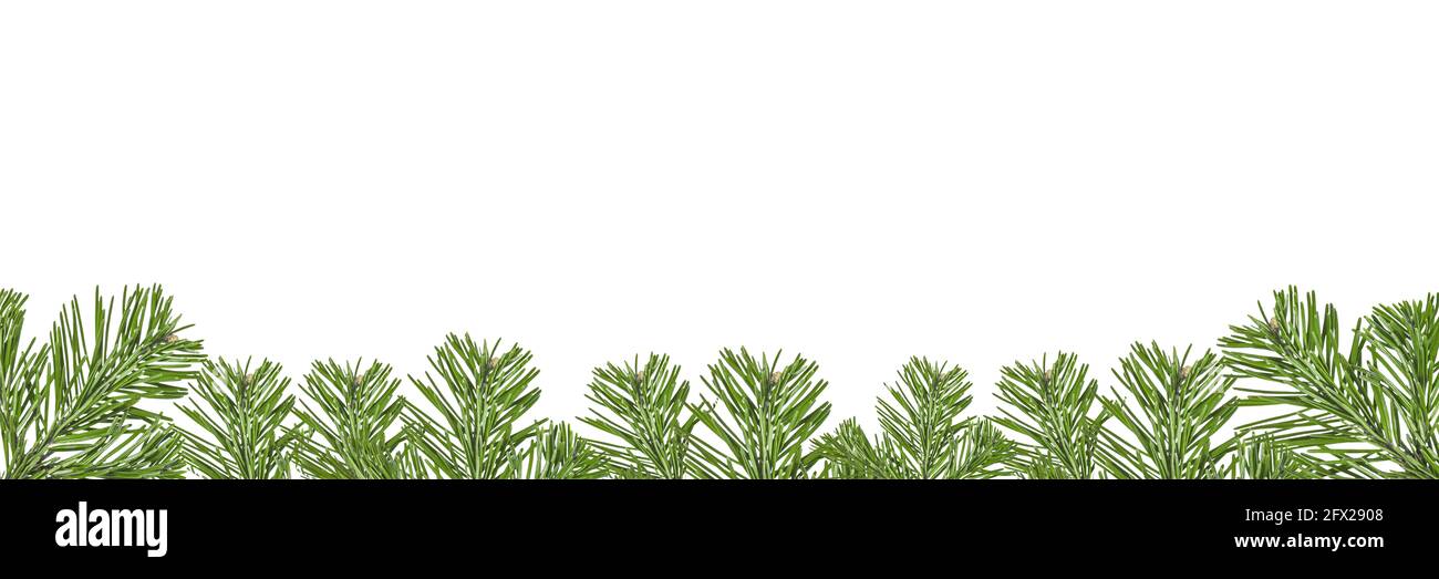 Décorations de Noël. Bordure de Noël avec branches de pin isolées sur fond blanc. Banque D'Images