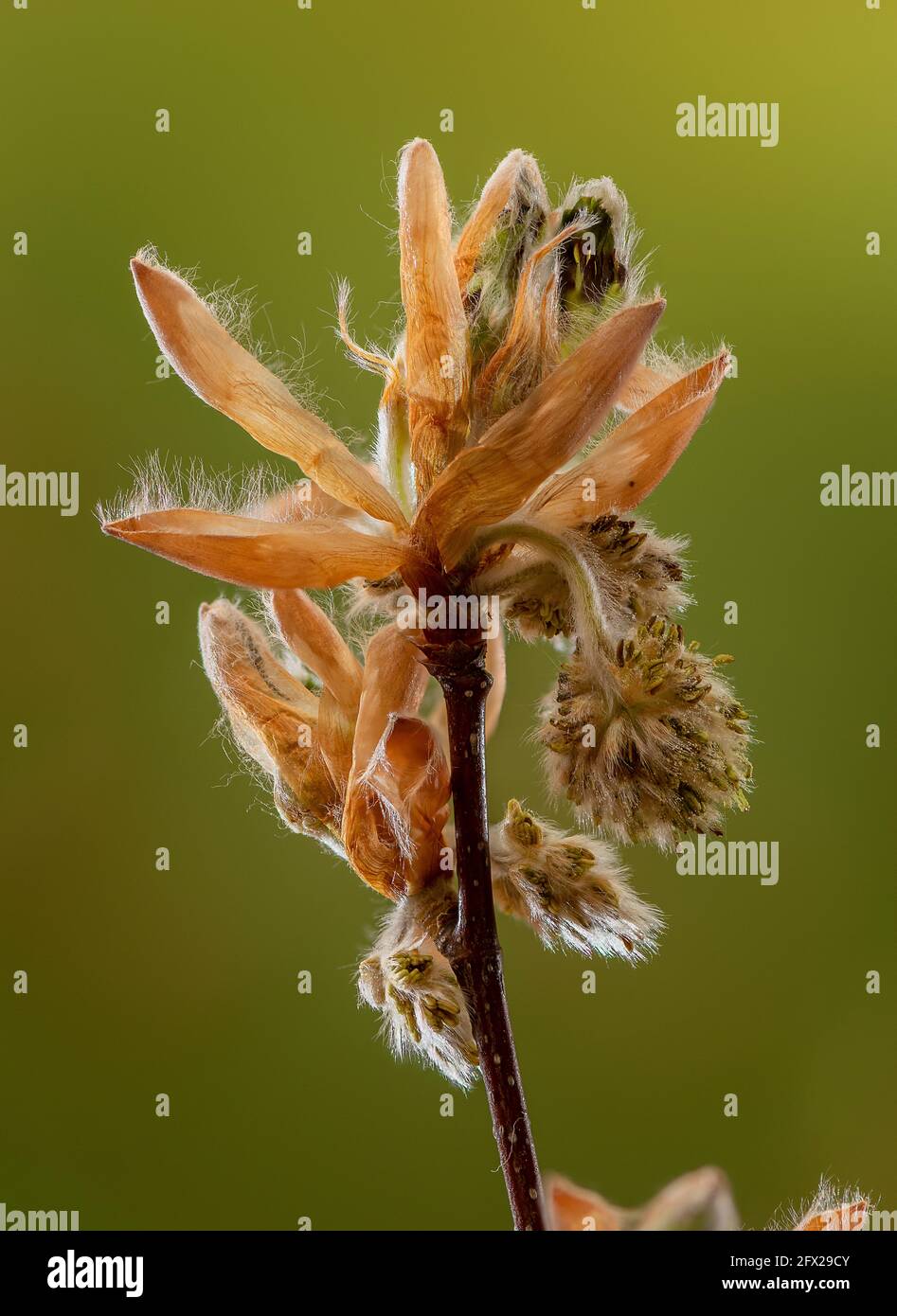 Fleurs émergeantes de Beech, Fagus sylvatica, au début du printemps. Banque D'Images