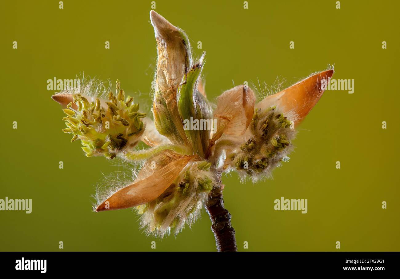 Fleurs émergeantes de Beech, Fagus sylvatica, au début du printemps. Banque D'Images