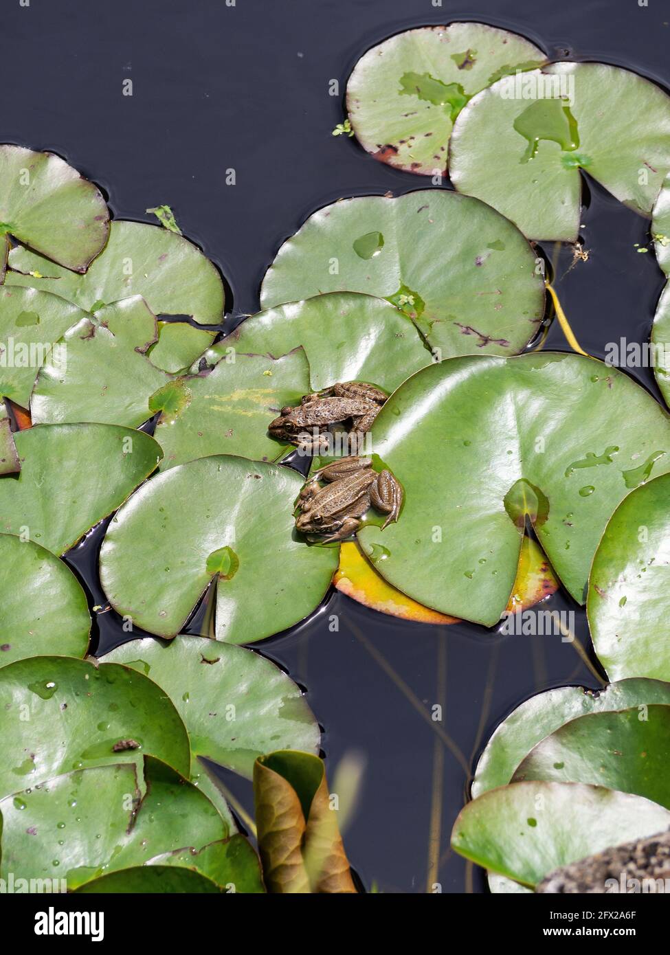 Deux grenouilles dans l'eau sur des nénuphars Banque D'Images