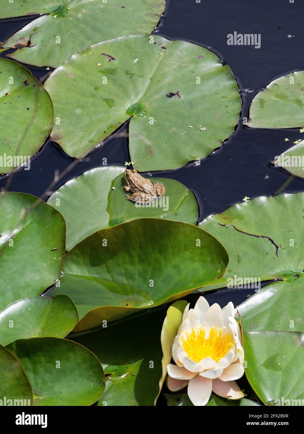 Sculpture Grenouille Sur Feuille De Lotus Résine - Décoration Paysagère Pour Aquarium, étang Ou Rocaille, Taille 10x4 Cm, Réaliste Et Résistante - 12