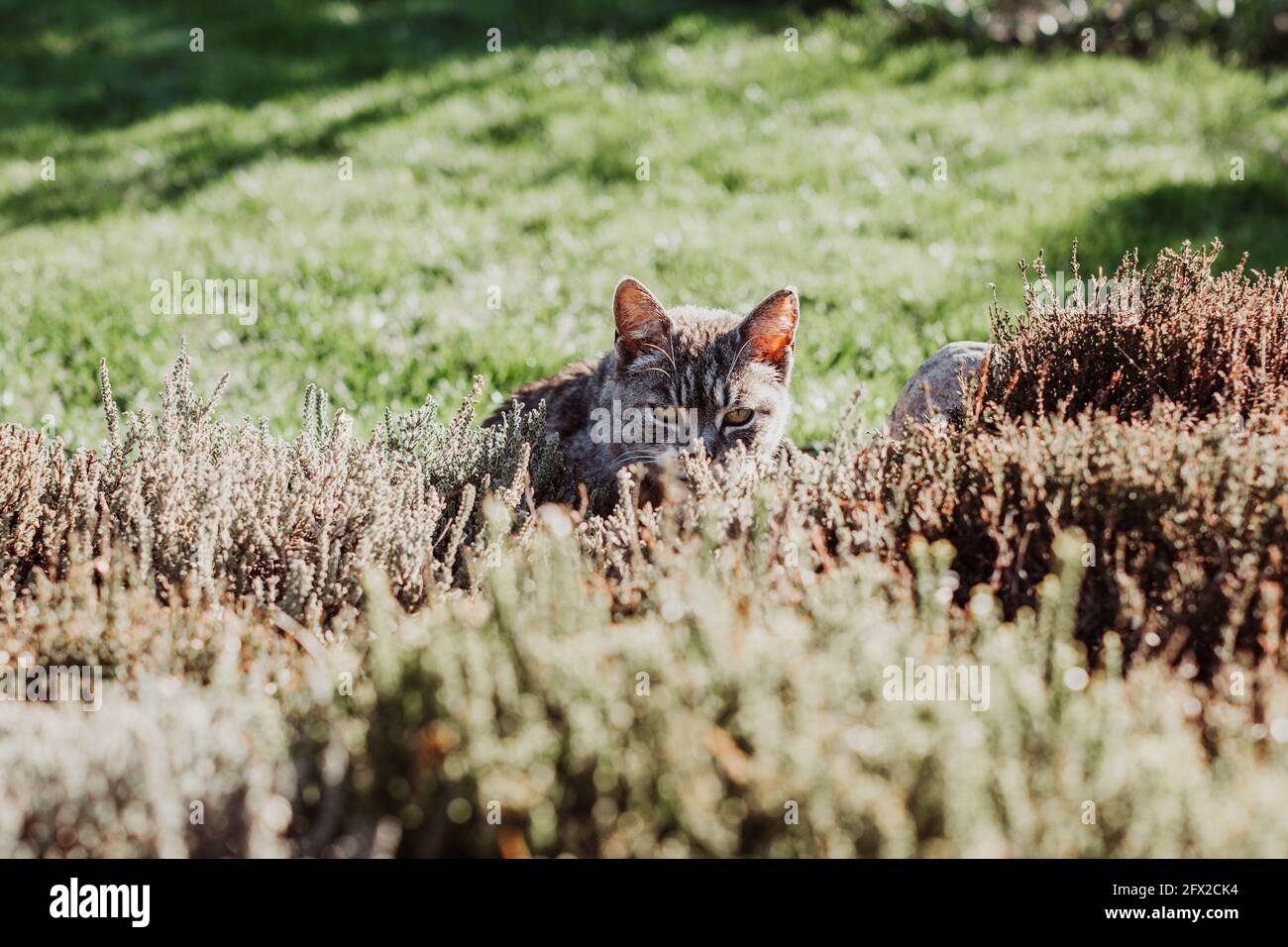 Le chat se cache dans les buissons sur le terrain de la maison, chasse pour les oiseaux Banque D'Images