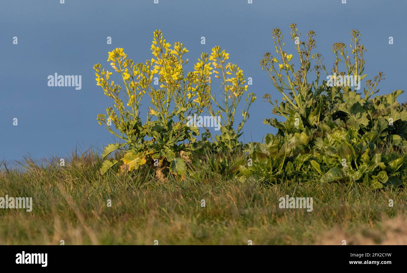 Chou sauvage, Brassica oleracea, ancêtre de nombreux légumes cultivés. Sauvage sur la côte du Dorset. Banque D'Images