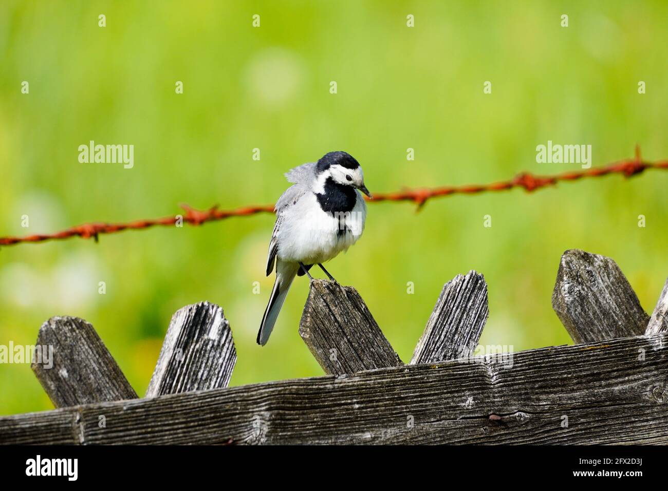 Gros plan d'une queue de cheval, motacilla alba. Oiseau assis sur une clôture en bois avec prairie verte en arrière-plan. Songbird avec plumage noir, gris et blanc Banque D'Images
