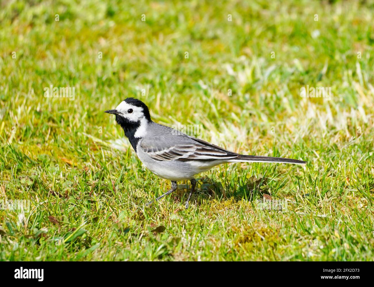 Gros plan d'une queue de cheval, motacilla alba. Oiseau se trouve sur un pré vert. Songbird avec plumage noir, gris et blanc. Banque D'Images