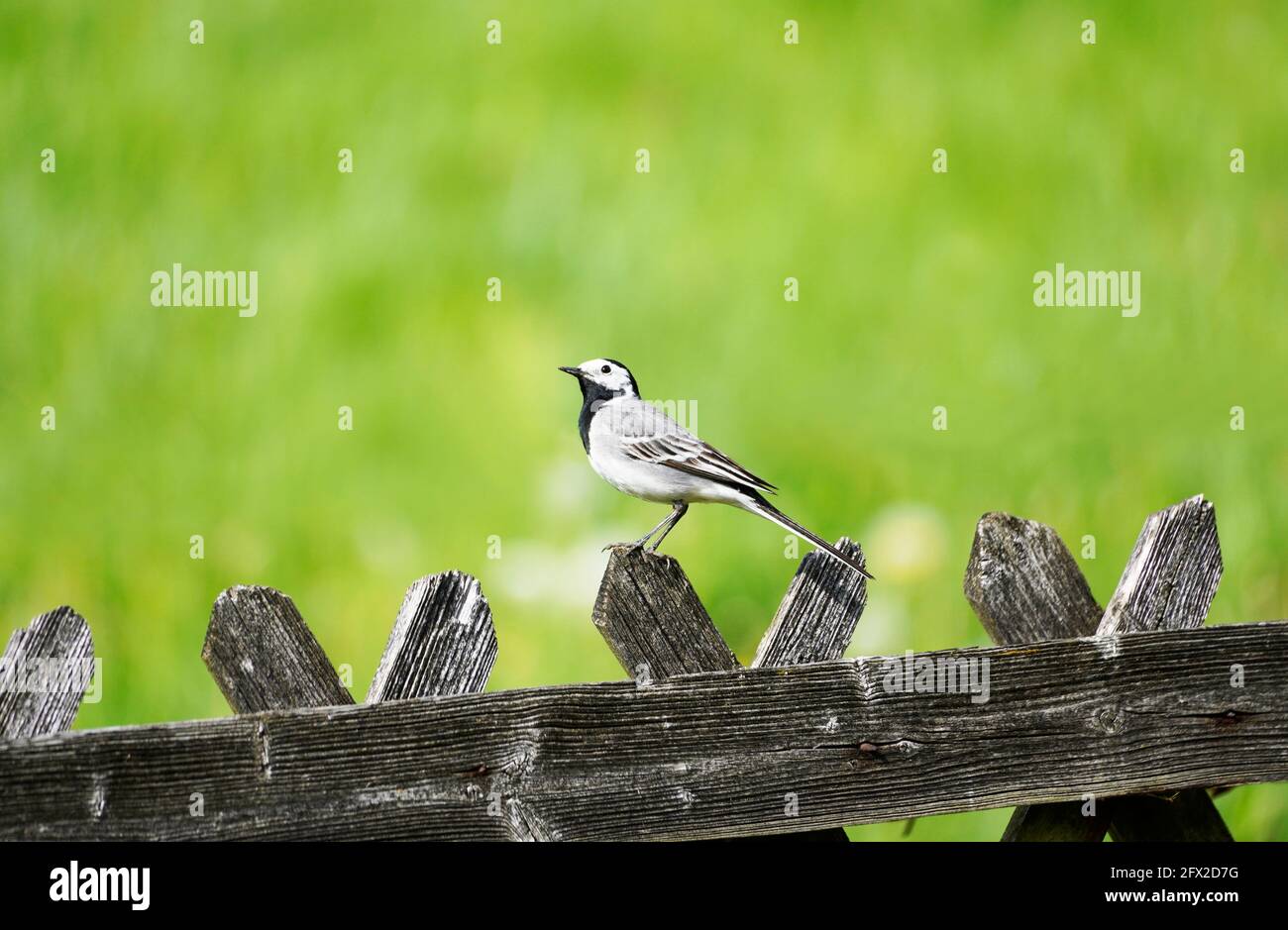 Gros plan d'une queue de cheval, motacilla alba. Oiseau assis sur une clôture en bois avec prairie verte en arrière-plan. Songbird avec plumage noir, gris et blanc Banque D'Images