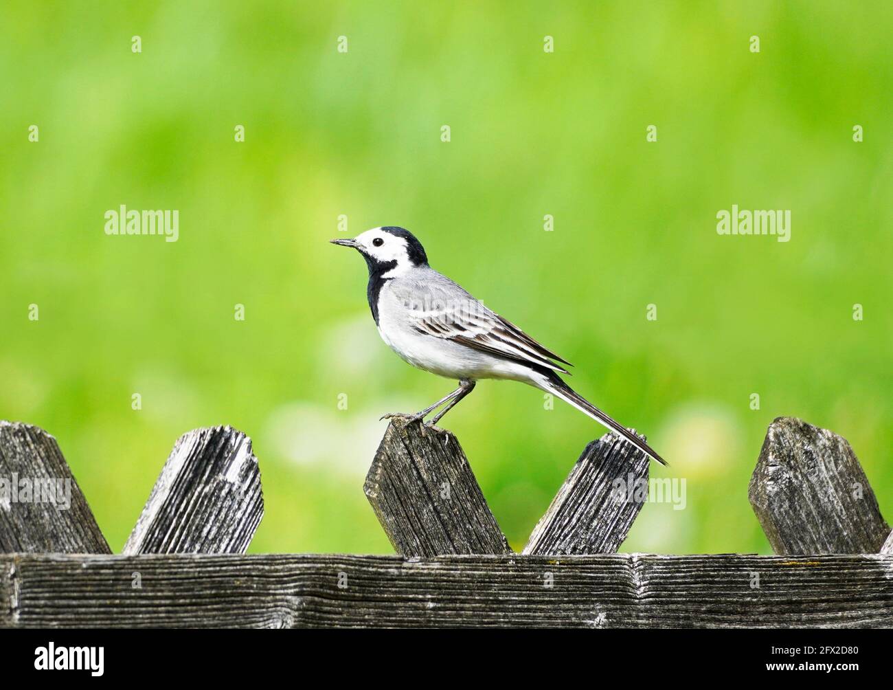 Gros plan d'une queue de cheval, motacilla alba. Oiseau assis sur une clôture en bois avec prairie verte en arrière-plan. Songbird avec plumage noir, gris et blanc Banque D'Images