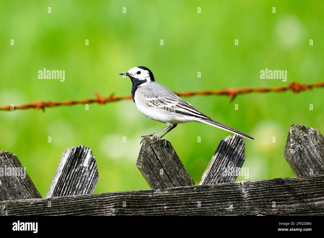 Gros plan d'une queue de cheval, motacilla alba. Oiseau assis sur une clôture en bois avec prairie verte en arrière-plan. Songbird avec plumage noir, gris et blanc Banque D'Images