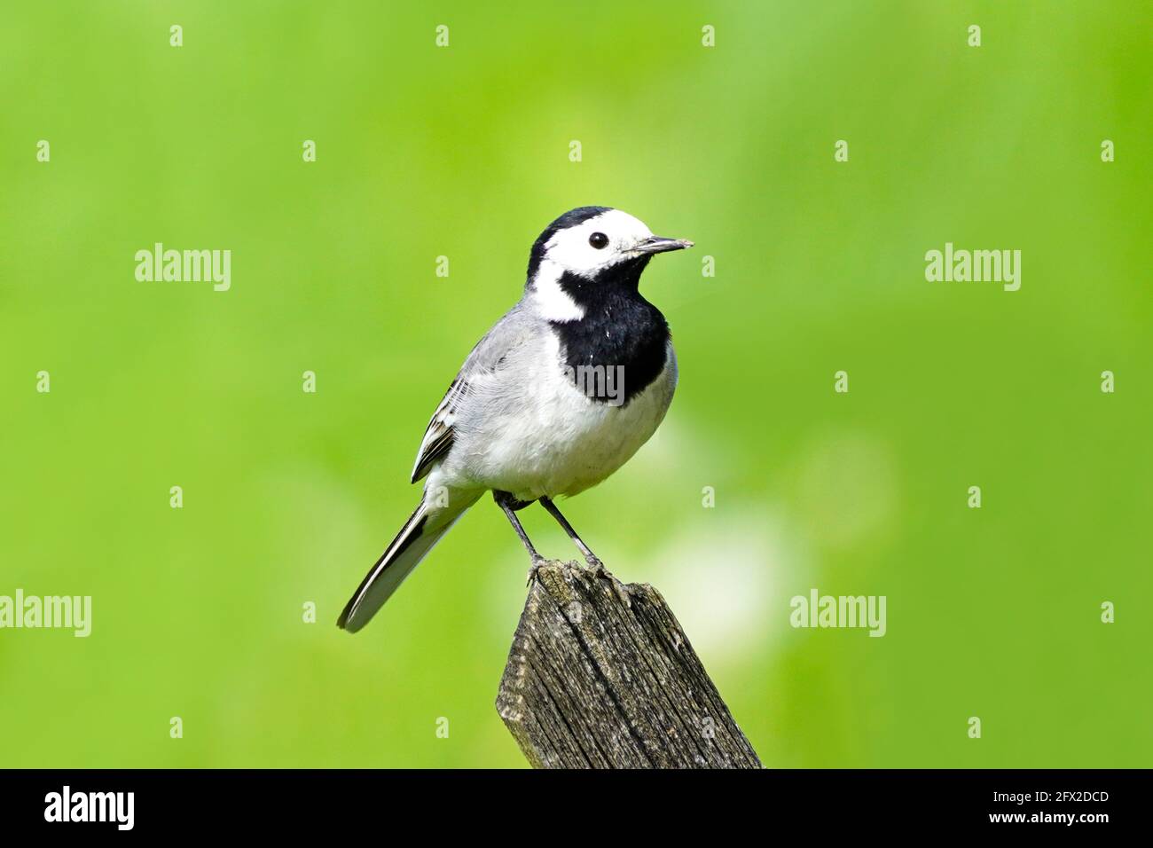 Gros plan d'une queue de cheval, motacilla alba. Oiseau assis sur une clôture en bois avec prairie verte en arrière-plan. Songbird avec plumage noir, gris et blanc Banque D'Images