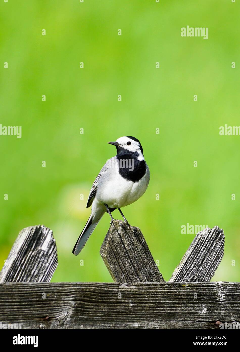 Gros plan d'une queue de cheval, motacilla alba. Oiseau assis sur une clôture en bois avec prairie verte en arrière-plan. Songbird avec plumage noir, gris et blanc Banque D'Images