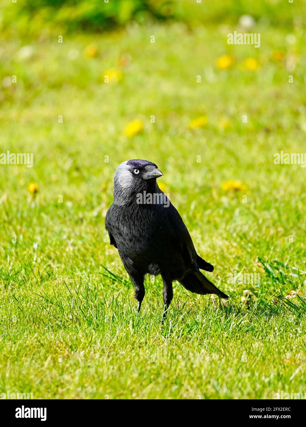 Gros plan d'une jaquette, Corvus monedula. Oiseau avec plumage noir dans un pré vert. Banque D'Images