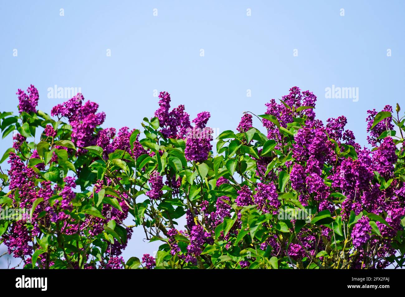 Fleurs de lilas de lilas avec ciel bleu en arrière-plan. Gros plan de grandes fleurs violettes. Syringa. Banque D'Images