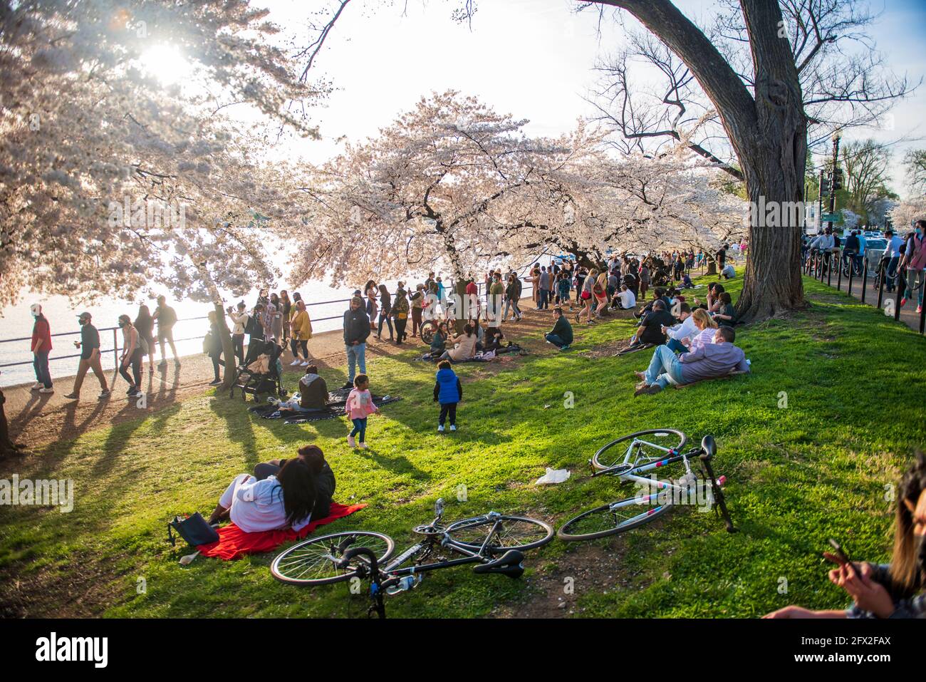 Les touristes et les habitants de la région affluent le Tidal Basin pendant la saison de pointe des cerisiers en fleurs dans le National Mall de Washington, D.C. Banque D'Images