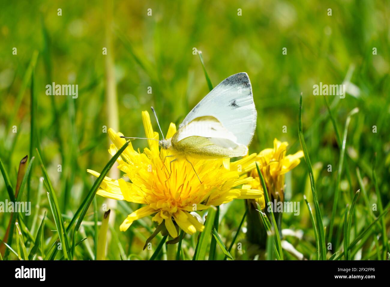 Le petit papillon blanc de chou se trouve sur la fleur du pissenlit. Gros plan de l'insecte dans l'environnement naturel. Pieris rapae. Banque D'Images