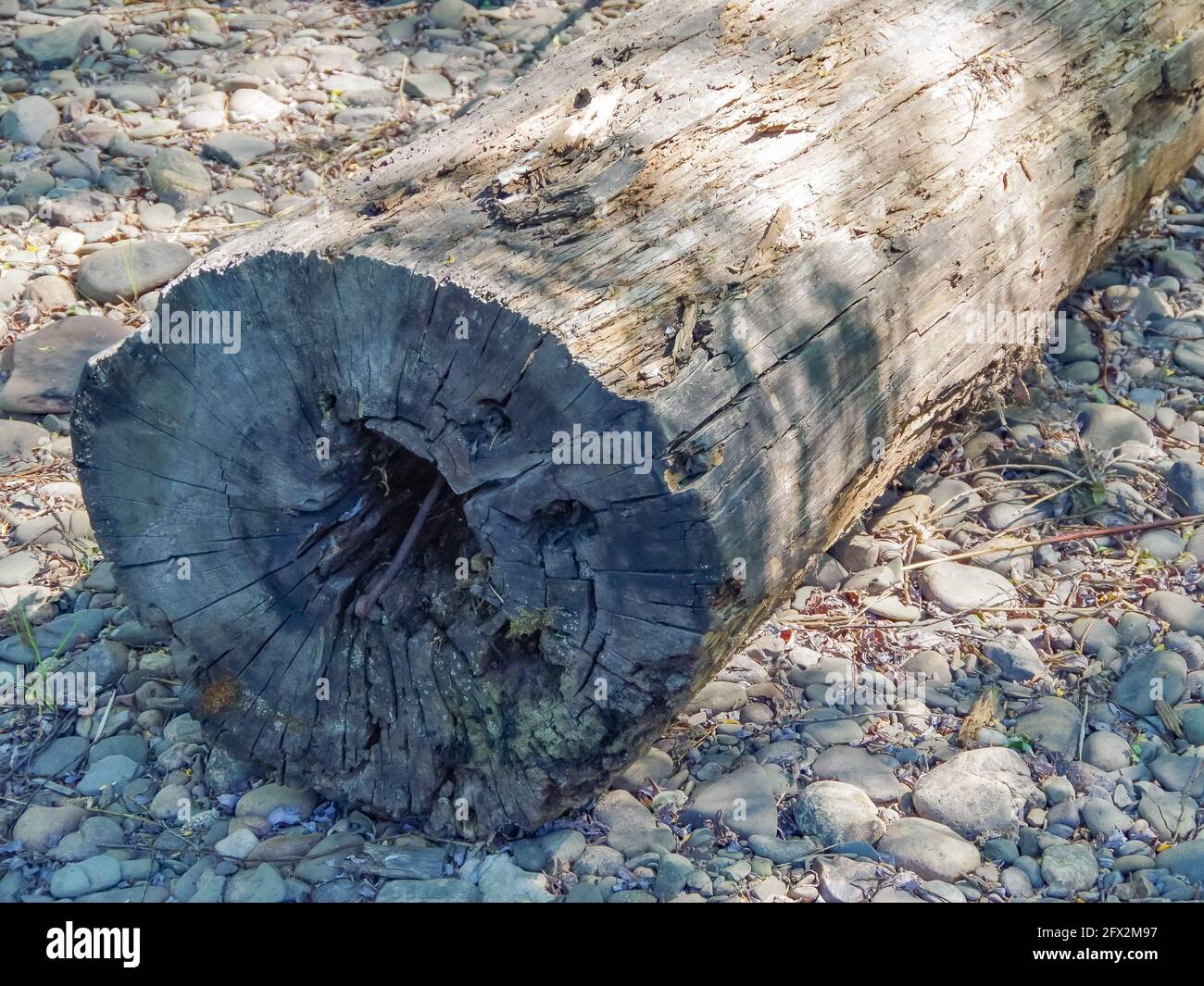 Trou noir dans un tronc d'arbre, l'entrée du nid d'oiseau est un vieux arbre, l'écorce. Banque D'Images