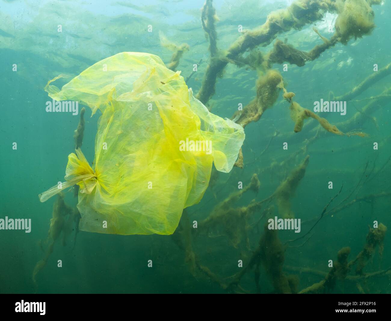 Sac en plastique sous l'eau dans la zone côtière d'un lac d'eau douce, déchets entre arbres et branches, Rhénanie du Nord Westphalie , Allemagne Banque D'Images