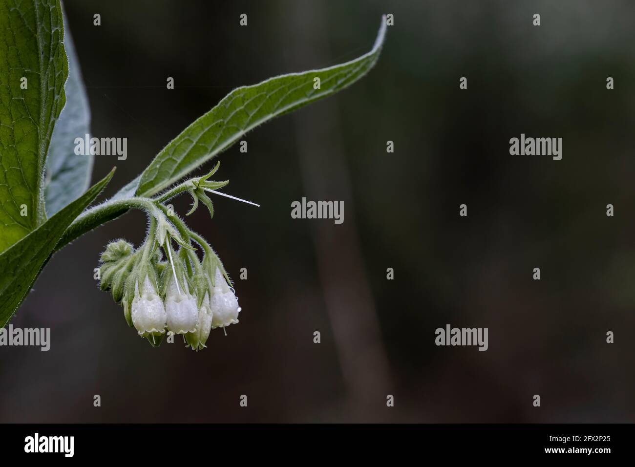 Fleurs communes blanches avec des gouttes de rosée tôt le matin Banque D'Images