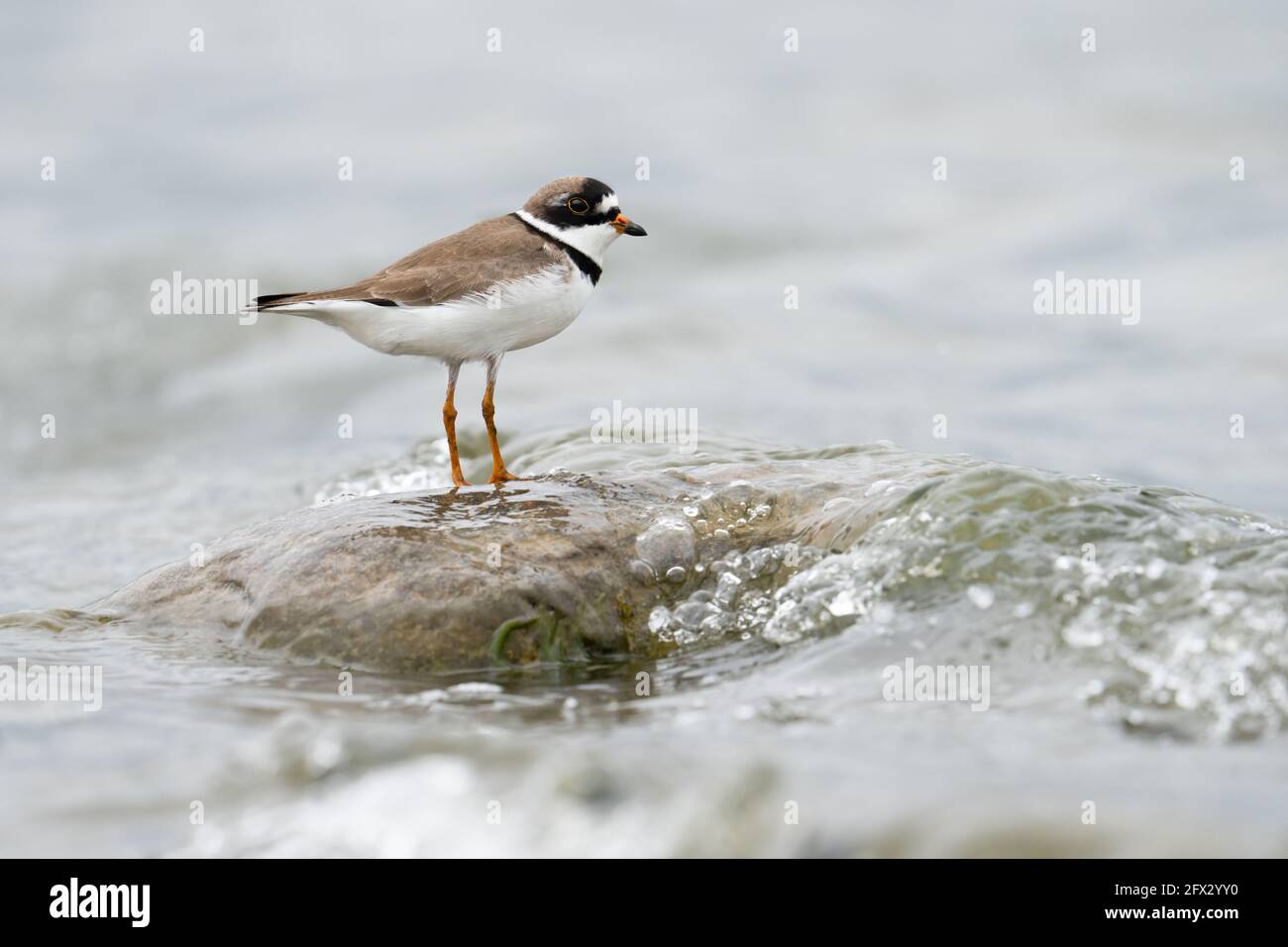 Un pluvier semipalmé se dresse sur un rocher et brave, ce qui, pour elle, était de grandes vagues à l'étang Reesor, à Markham, en Ontario. Banque D'Images