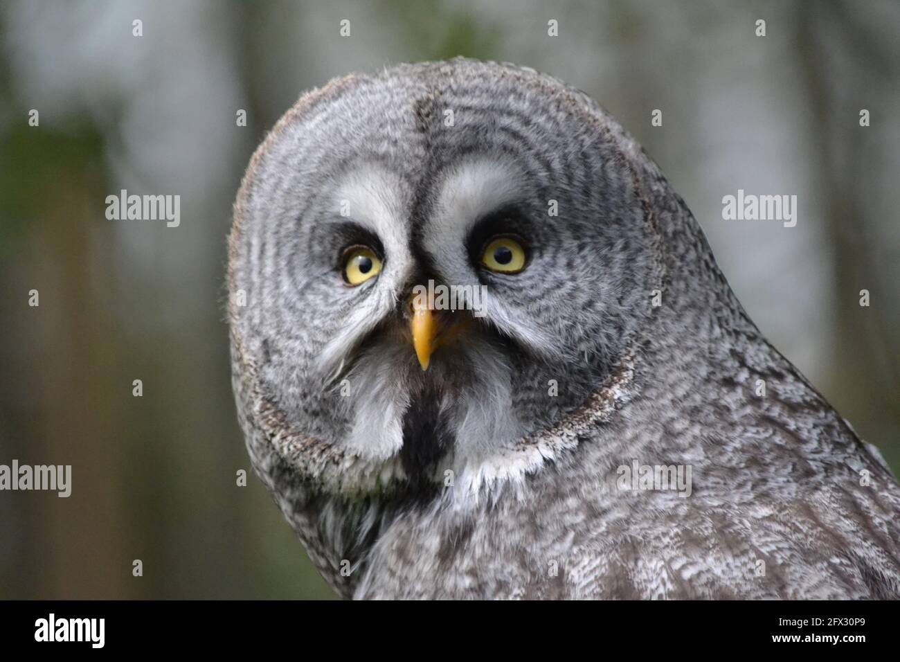 Grand hibou gris - Portrait de hibou avec yeux perçant - Strix nebulosa - famille Owl Strigidae - Animal Park - Royaume-Uni Banque D'Images