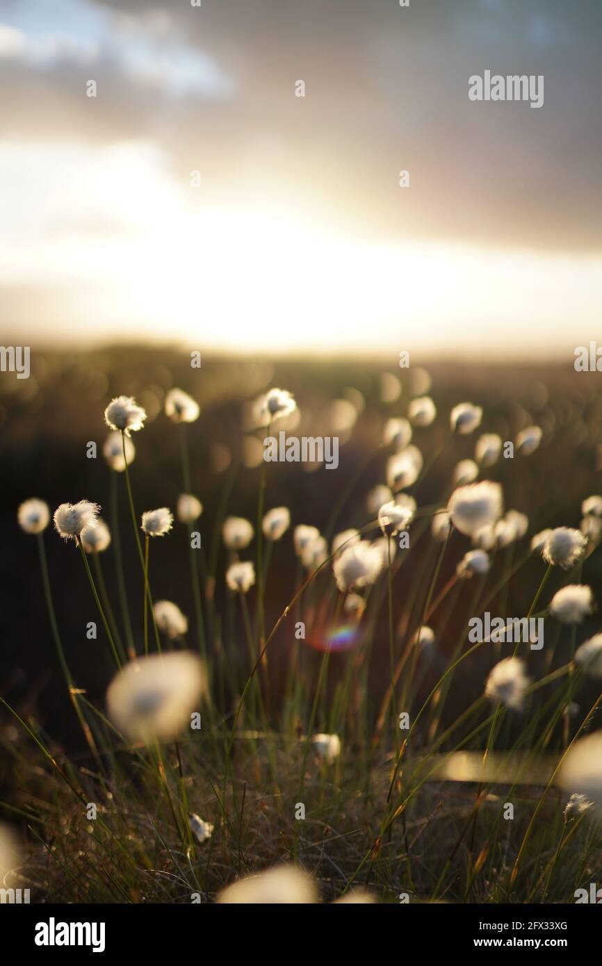 Herbe de coton romantique dans la lande, allemagne Banque D'Images