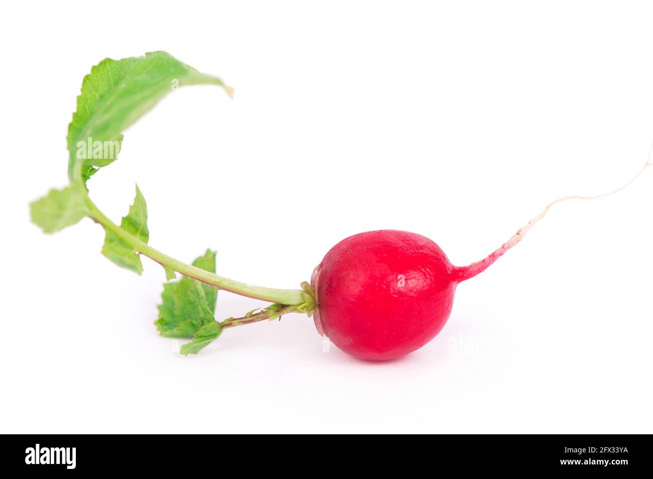 RADIS isolé sur fond blanc. Faisceau de racine de radis frais, pile de radis rouges avec feuilles vertes vue de dessus Banque D'Images