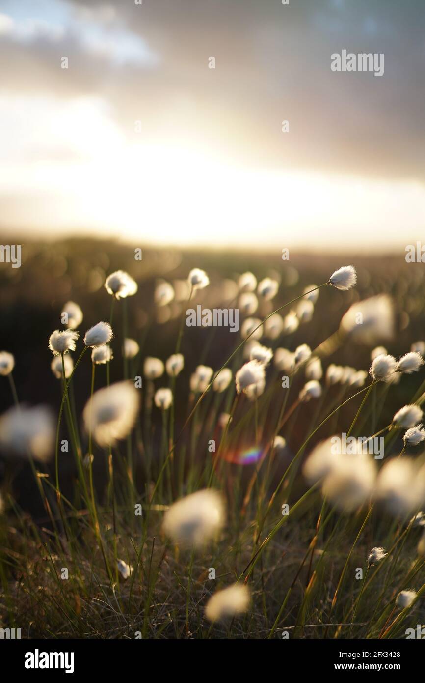 Herbe de coton romantique dans la lande, allemagne Banque D'Images