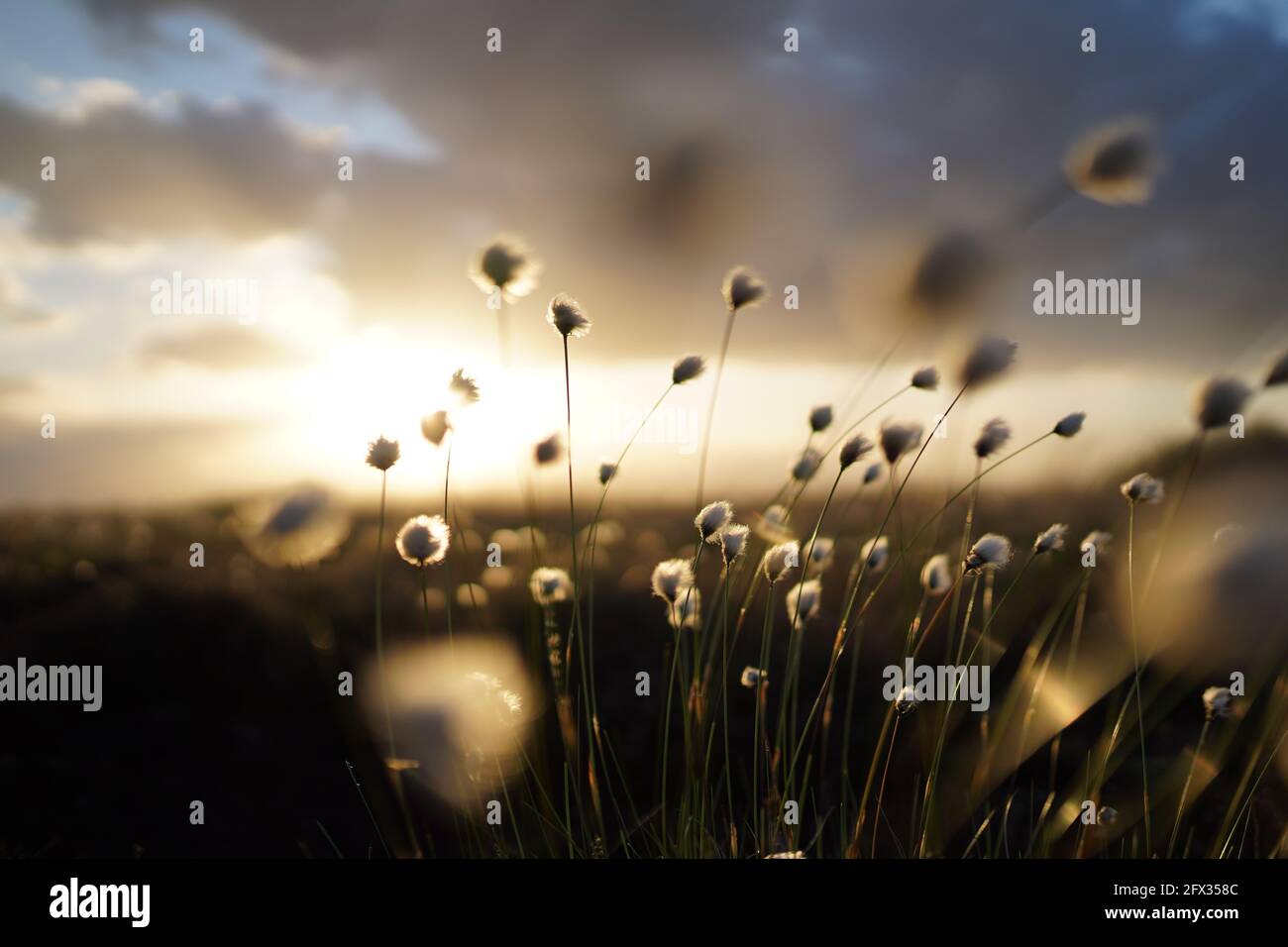 Herbe de coton romantique dans la lande, allemagne Banque D'Images