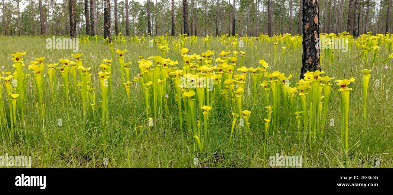 Usine de Pitcher jaune (Sarracenia flava var rugelii), nord-ouest de la Floride, printemps, États-Unis, par James D Coppinger/Dembinsky photo Assoc Banque D'Images