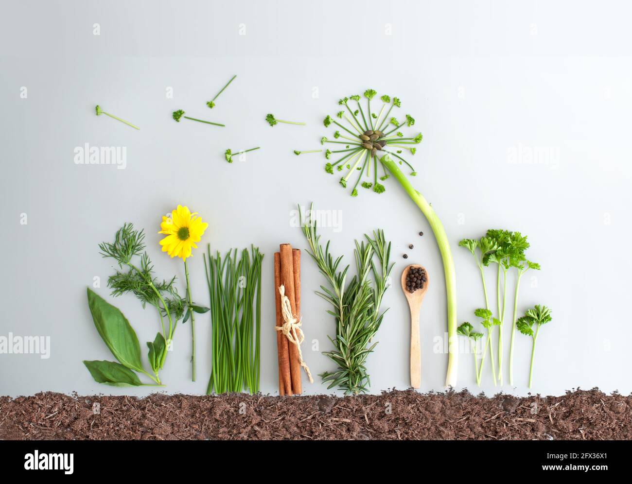Ingrédients de la salade d'herbes d'été et fleurs de pissenlit faits de ciboulette, de persil et d'oignons de printemps Banque D'Images