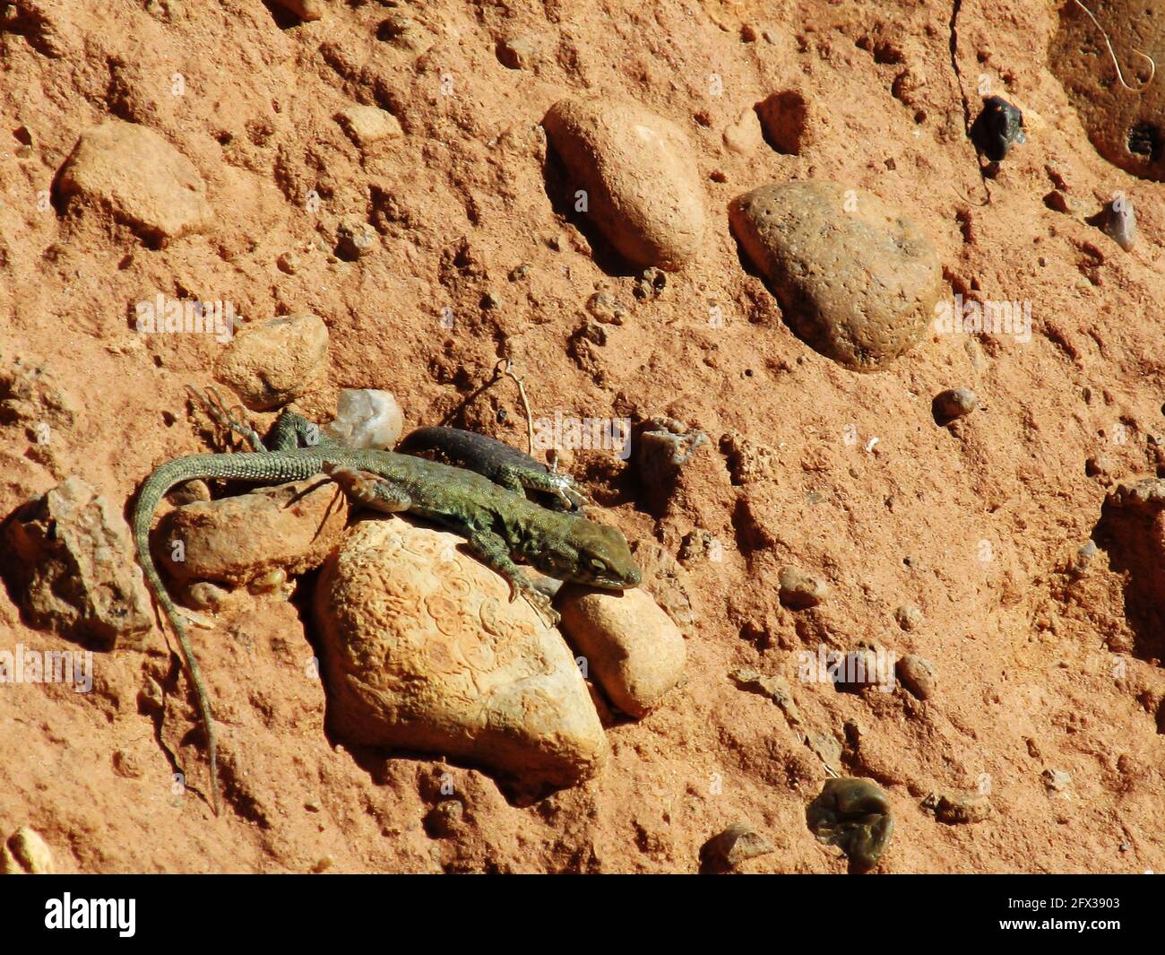 Un petit lézard de couleur verdâtre se prélassant au soleil sur un galets lisse dans le parc national de Capital Reef, Utah, États-Unis Banque D'Images